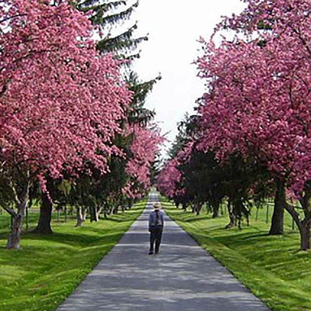 Park ranger standing on a paved lane looking at pink flowers on trees