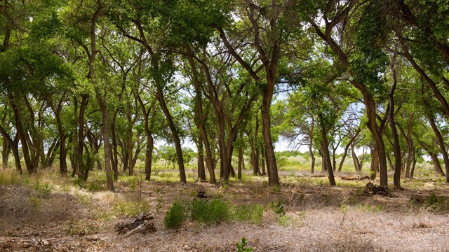 A grassy clearing below a stand of cottonwood trees.