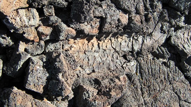 impression of tree bark in dark lava rock