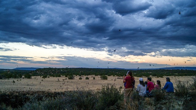 5 people sit at the edge of a cave entrance on a cloudy evening with bats flying around.