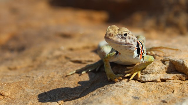 A female collared lizard basks on a boulder.