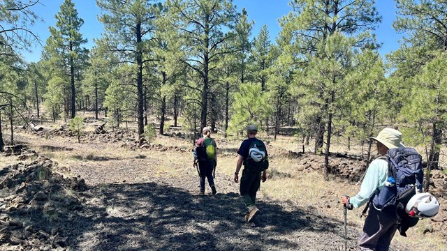 Three hikers walk through tall pines on an old lava flow. 