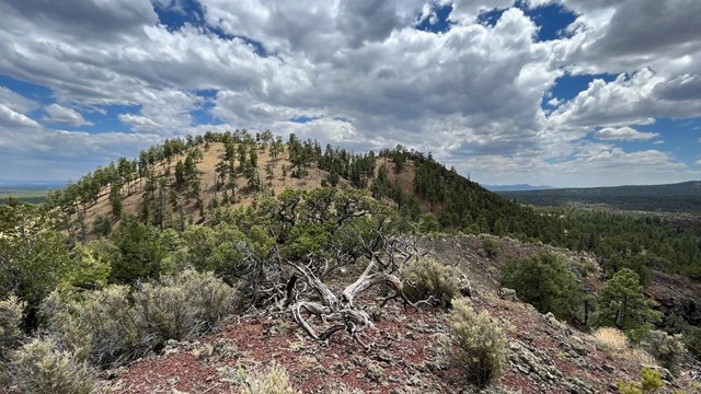 A cinder cone volcano covered in trees. 