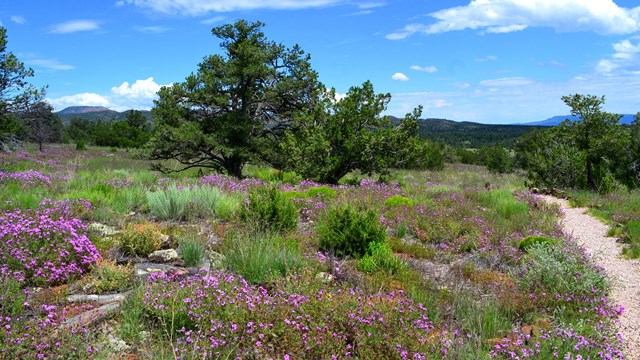 A gravel trail through a field of wildflowers and small shrubby trees