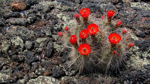 A cluster of spiny cacti with bright orange flowers grows close to a black rock surface.