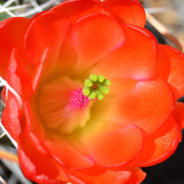 Closeup of a red flower on a cactus