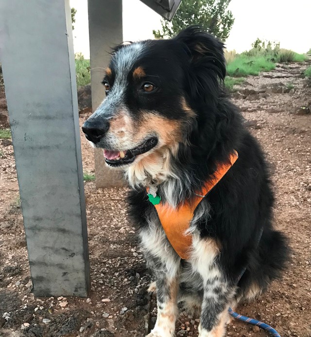 Black and white dog with an orange harness sits next to a trail sign