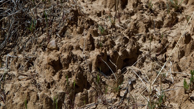 Up close photo of lumpy, black biological soil crust