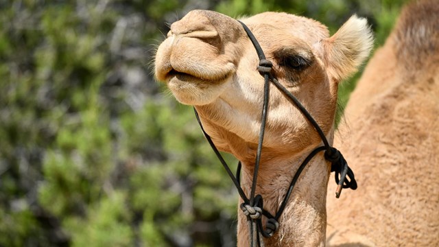 A tan camel wearing a harness looks off to the left.