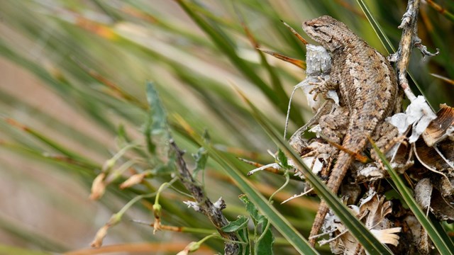 A small lizard sitting in a yucca plant.