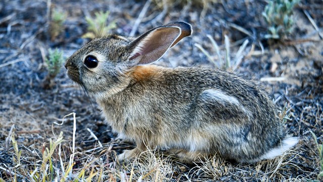 A rabbit sitting in grass.