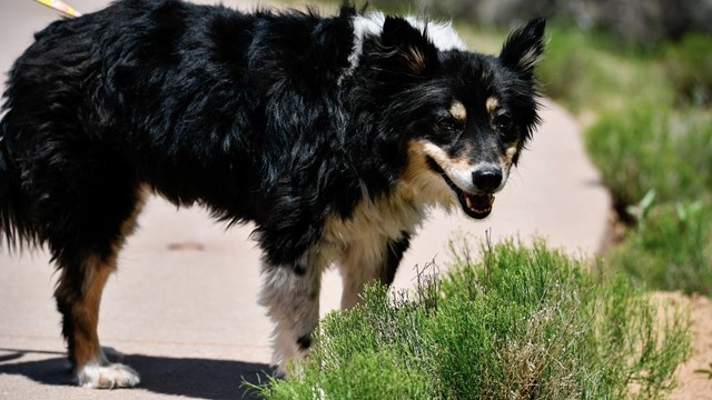 A black and white dog on the trail.