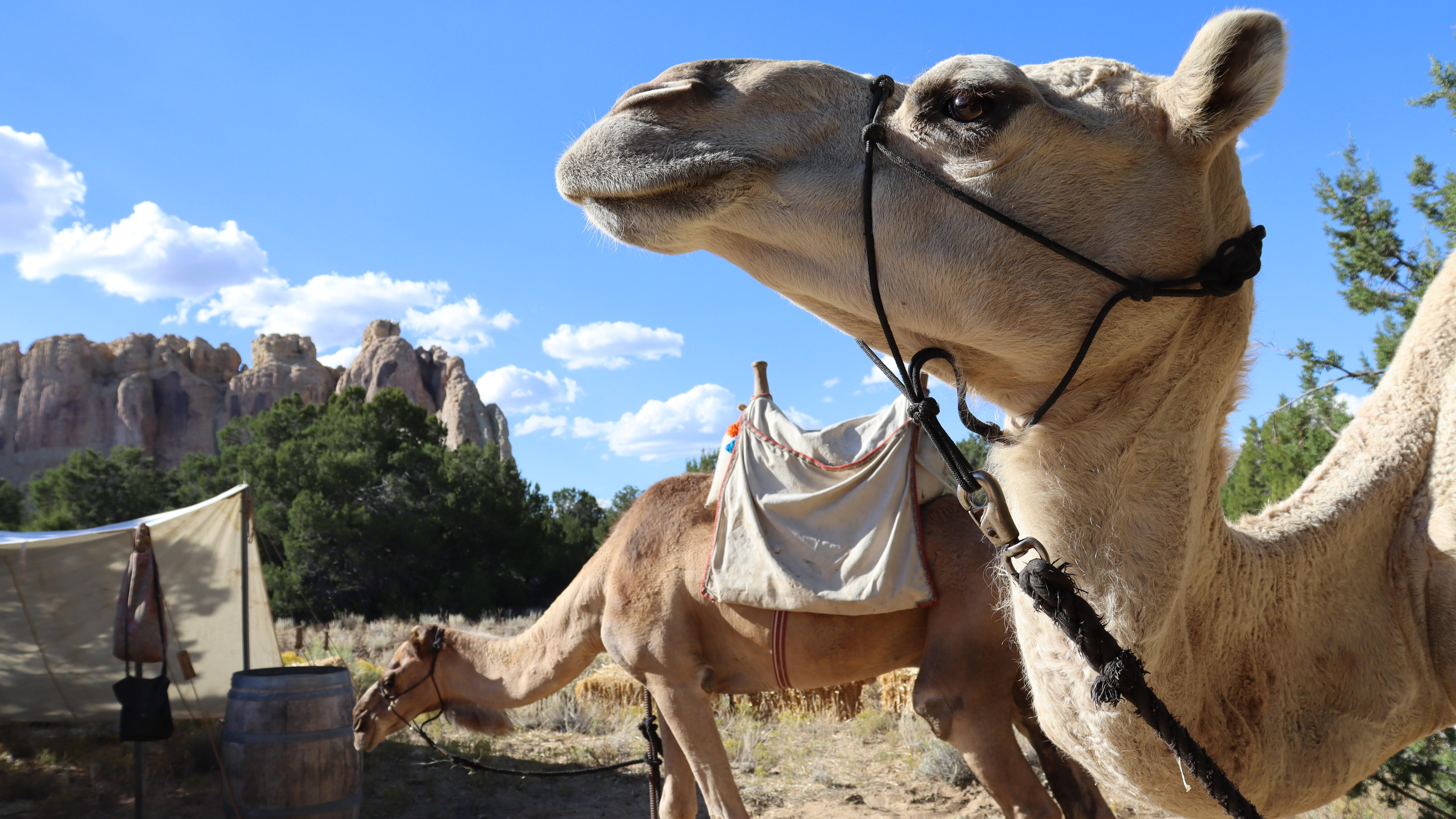 Close up of a camel's head, with another saddled camel behind. 