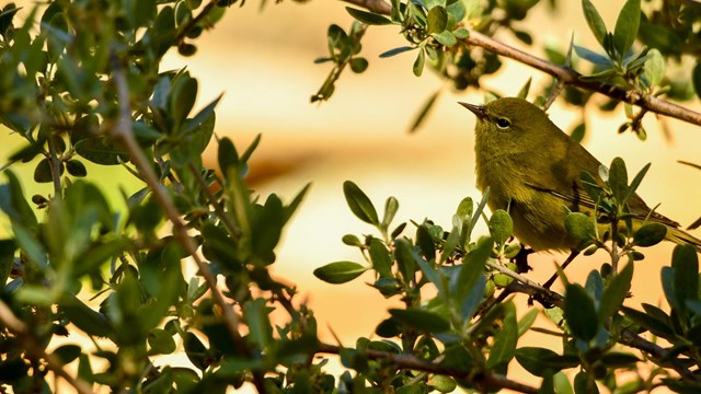 A small yellow bird perched on a branch.