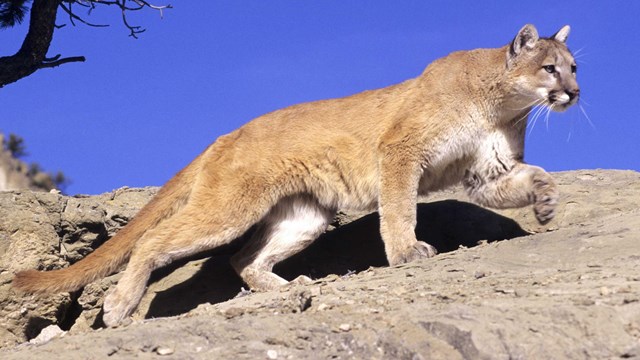 Mountain lion walking across a rock surface.