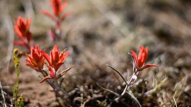 Paintbrush flowers growing from the ground
