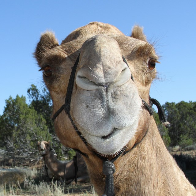 Three camels pictured: one lying down in the back, one looking to the side, and one upclose