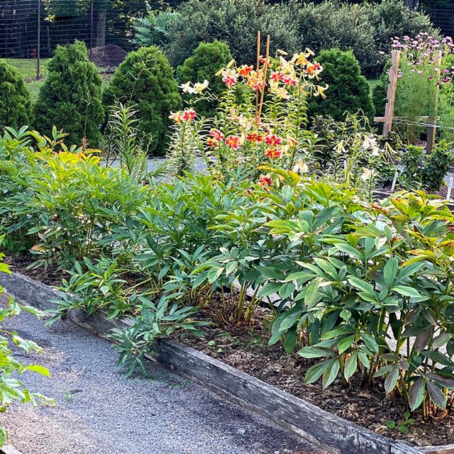 A garden with raised beds in long rows containing flowering plans.