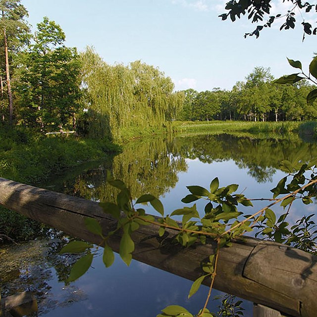 A pond surrounded by lush green trees.