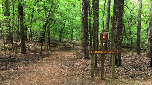 A dirt path leads into a dense broad-leaf tree forest with a historic trail sign.