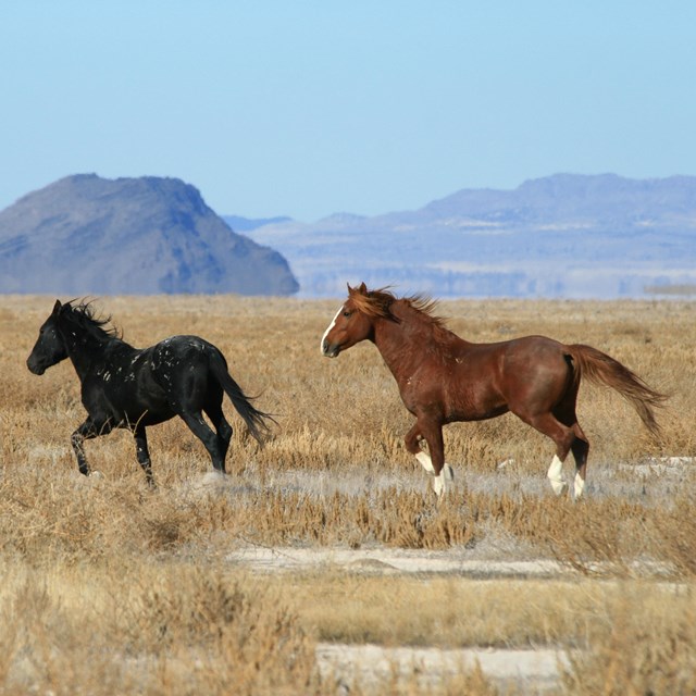 Two wild horses run across a desert landscape.