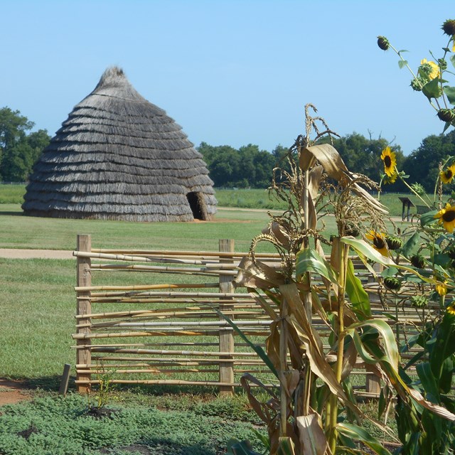 A beehive shaped thatch hut in a field with sunflowers.