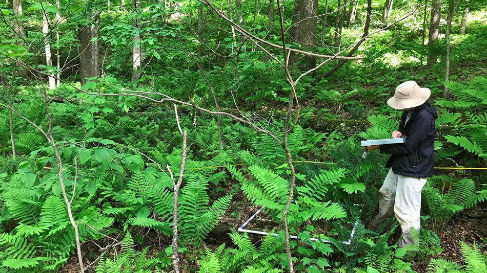 Technician standing in forest identifying plants.