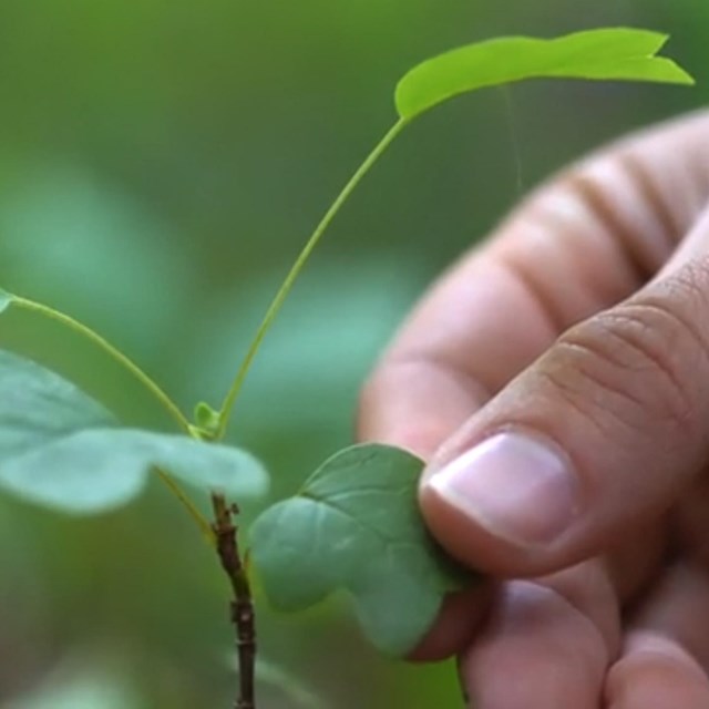 Fingers touching a tulip tree seedling