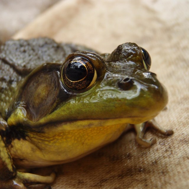 Bullfrog close up
