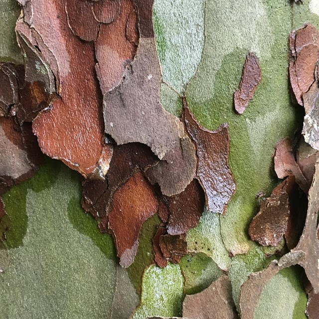 Flaky bark on a sycamore tree
