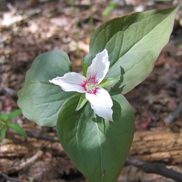 Trillium flower