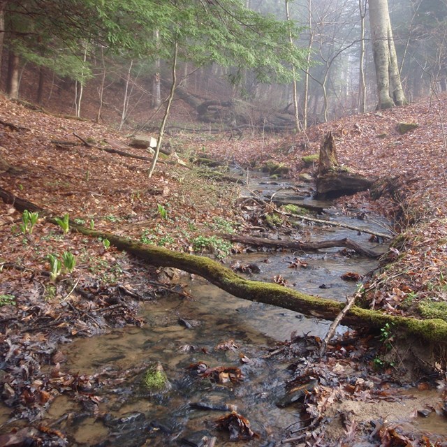 River cloaked in fog