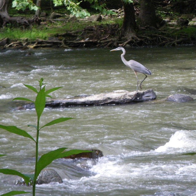Great blue heron hunting in the Bluestone River