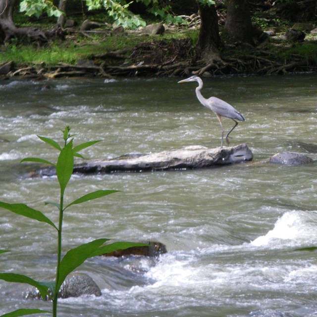 Great blue heron hunting in the Bluestone River