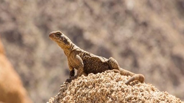 Una lagartija en cima de una roca.