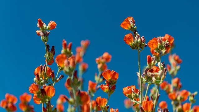 Flores naranja contra el cielo azul. 