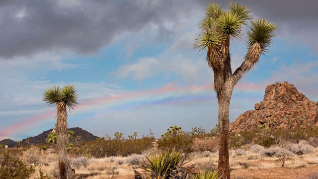 Un arco iris en el cielo detrás de unos pocos árboles de Joshua.