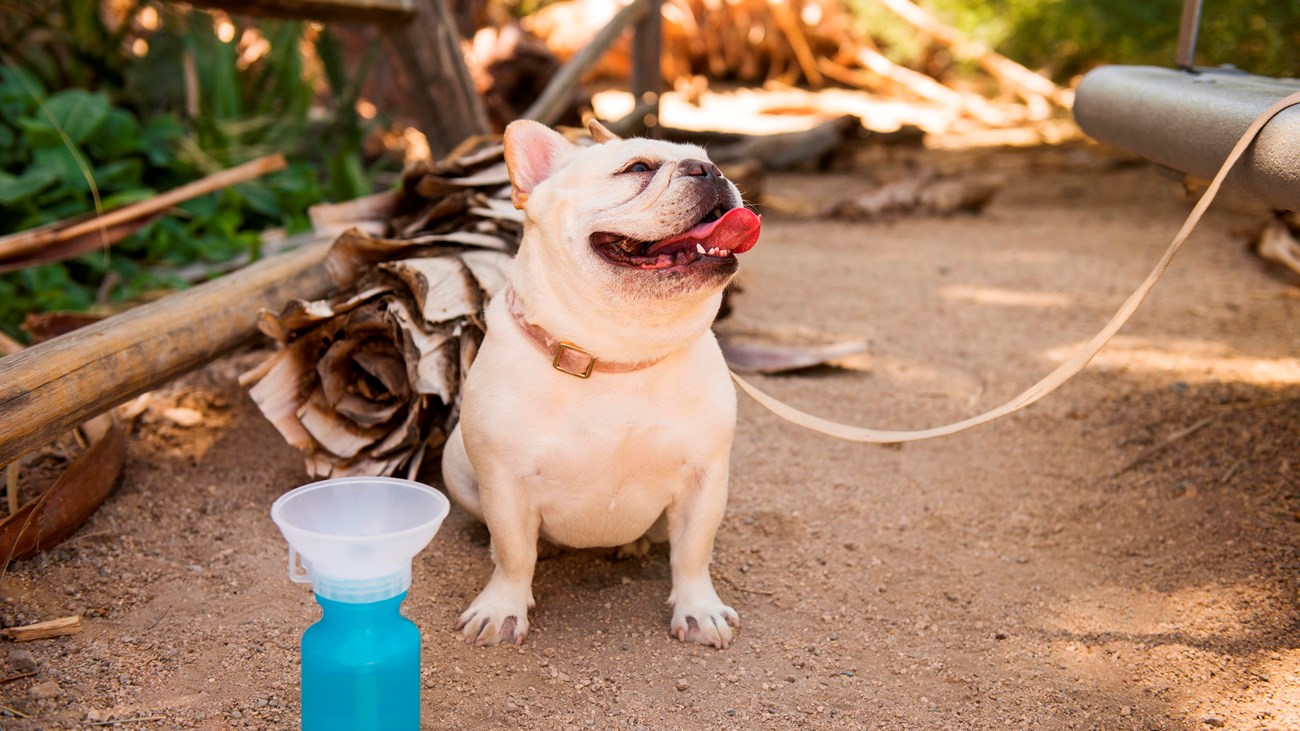 El perro con una correa sonríe al dueño fuera de cámara.