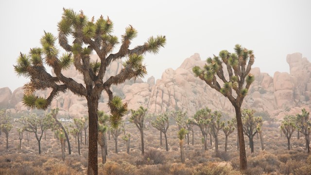 Un campo de árboles de Joshua rodeado de niebla.