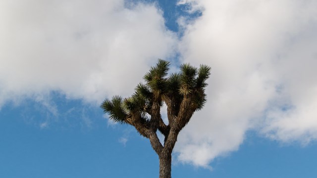 Un campo de árboles de Joshua rodeado de niebla.