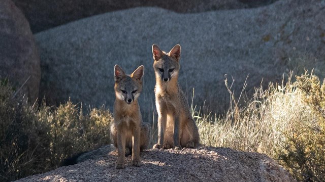 Dos zorros en cima de una roca.