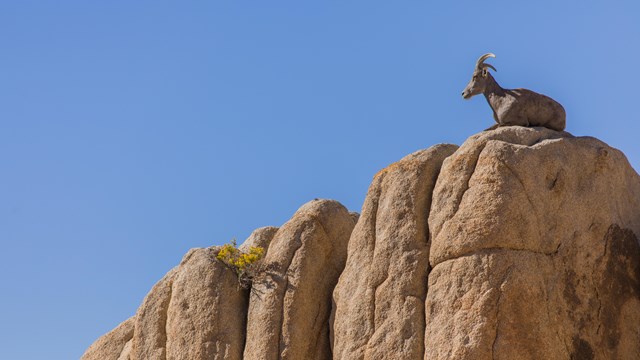 Oveja cimarrona acostada sobre una roca con un cielo azul claro en el fondo.