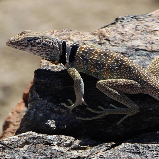 Una lagartija en cima de una roca.