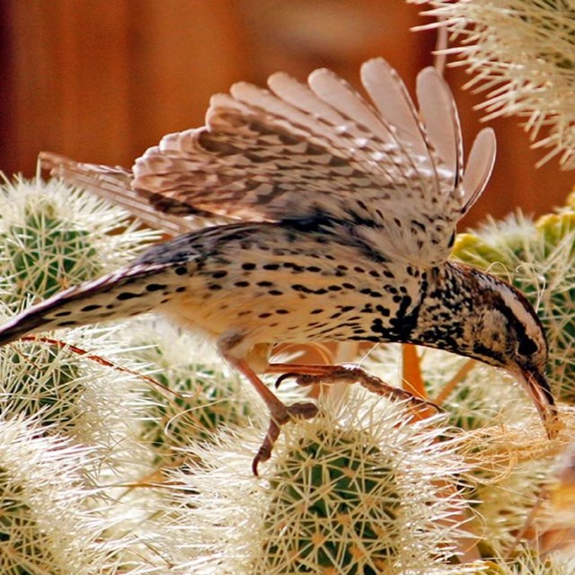 Una ave en cima de un cactus de cholla.