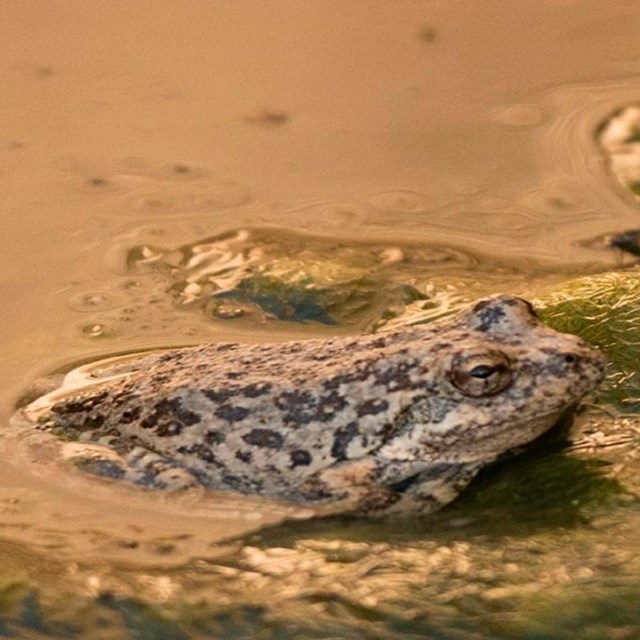 Un sapo se asoma del agua en el borde de un parche de algas.