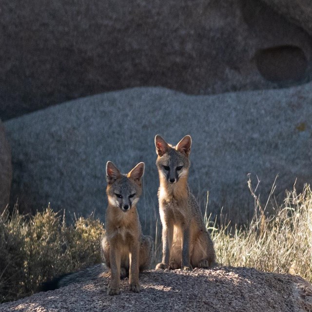 Dos zorros en cima de una roca.