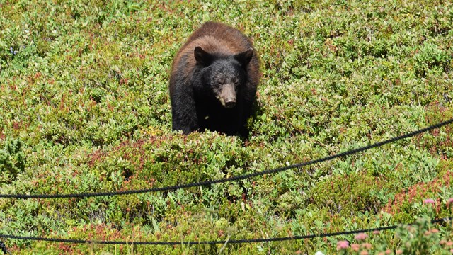 Un oso paciendo en un prado cerca de cuerdas que marcan el borde de un sendero.