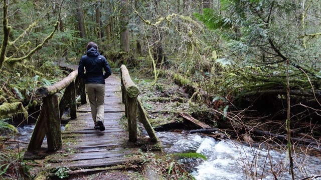 Un excursionista cruza un puente rodeado de densa vegetación.