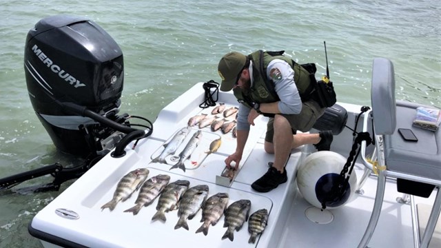 A ranger kneels on the deck of a boat and touches one of several fish lined up on the deck