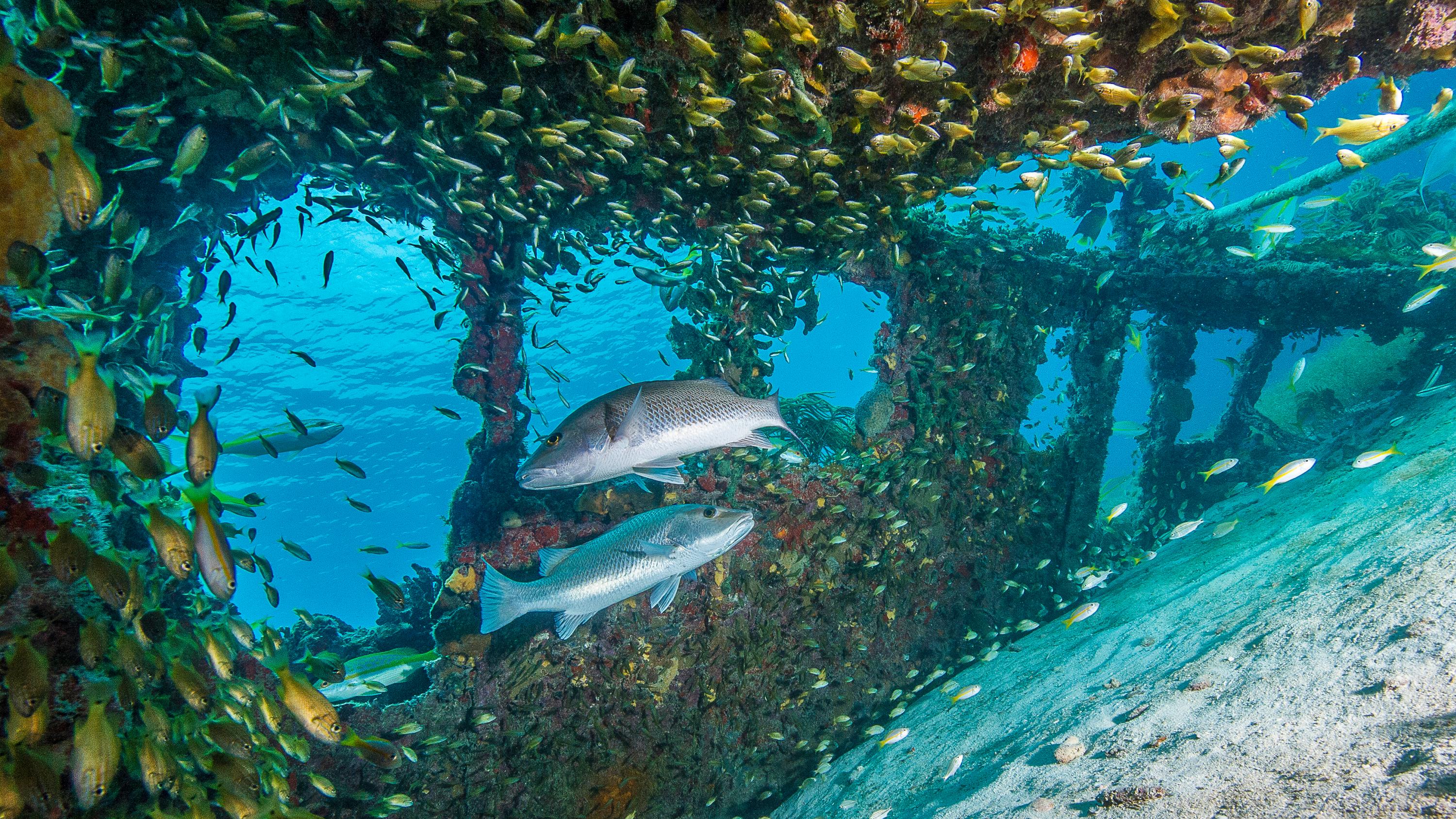 An underwater image of fish swimming near and around a submerged structure.